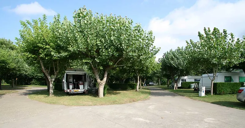 Allée ombragée de platanes et emplacements du Camping Alegera