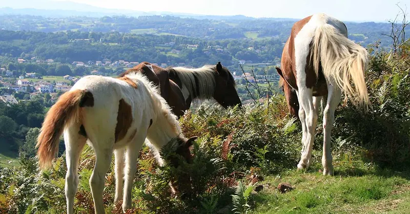 Pottoks dans la montagne basque